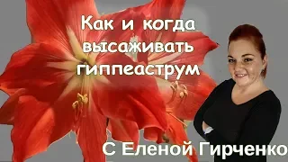 Гиппеаструм - КАК и КОГДА Сажать, Цветение, Уход в домашних условиях