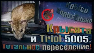 Крысята переселяются в "Triol 5005". Крысы разных мастей и размеров. (Wild Rats | Fancy Rats)