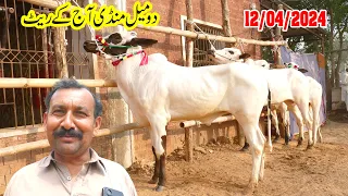 Today Domail Mandi Fatehjang Rate’s update 12Apr-2024-Part01Sunny Video Fateh Jang دومیل منڈی کے ریٹ