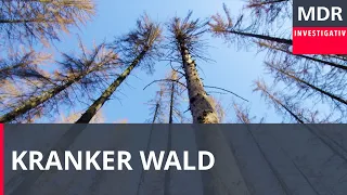 Kranker Wald - Hitze, Stürme, Käferplage | Exakt - Die Story | Doku