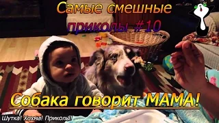 Самые смешные приколы #10 Собака говорит мама! Шутка. Хохма.