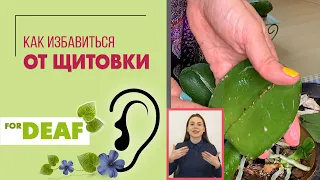 Щитовка как выглядит { СУРДОПЕРЕВОД } где прячется. Вредители растений. Спасаем фаленопсис.