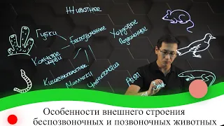 Особенности внешнего строения беспозвоночных и позвоночных животных. 7 класс.