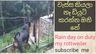 #rottweiler #inout side rain#day # on# #rottweiler duty#best #guard dogs#වැහි දවසේ#වැඩ #rottweiler