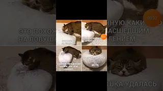 мемы про котов 2 #кот #котики #мемы