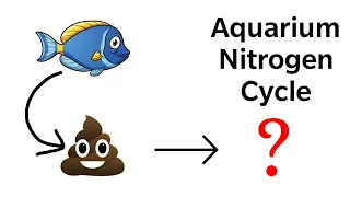 Aquarium Nitrogen Cycle