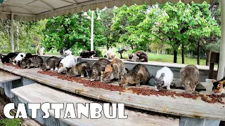 If cats conquered the world, its capital would be Istanbul.