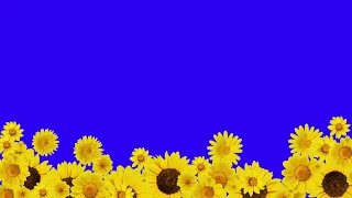 🌻 Animated SUNFLOWER FRAME Green Screen Effects 🌻