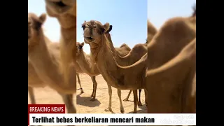 Menyapa Gerombolan Unta Padang Pasir di Abu Dhabi UEA