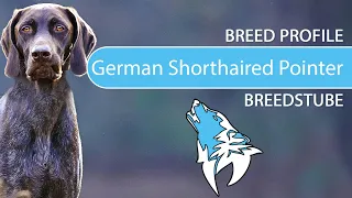 ► German Shorthaired Pointer Breed [2020] Temperament & Training