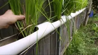 Kitchen water recycling for the garden. Grey water, aquatic plant, home, natural water cleaning.