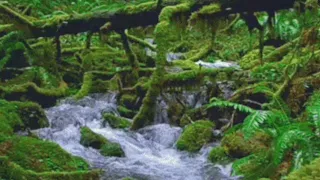 🎧INTO AN ENCHANTING FOREST VS CELTIC MUSIC🎶@432Hz - Nature🌳 Sounds Magical Forest Music