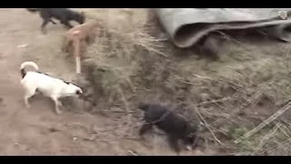 Ratting Fast action ratting with terriers ratting on farms ratting video 2017/18