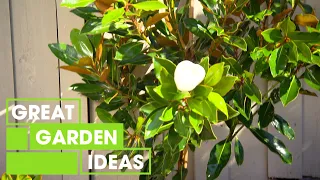 Magnolia House Call | GARDENING | Great Home Ideas