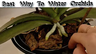 Best Way to Water Orchids - Orchid Watering - How To Water Orchid Correctly