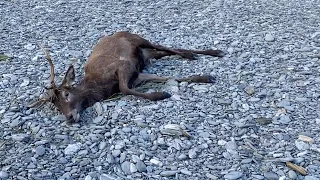 Stuck Deer Does a FRONT FLIP - Dies of natural causes