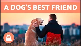 Are You Your Dog’s Favorite Person? ️🐶❤️ 10 Signs