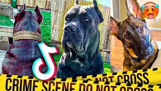 Guard Dog TikTok Compilation 🥵