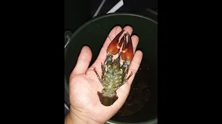 Ставим раколовки на скандинавских раков. Швеция. How to catch crayfish. Sweden. Crayfish  Stockholm.