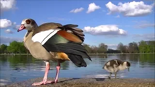 MUST WATCH!!! Beautiful Baby Ducklings at Kensington Palace and Gardens, London.