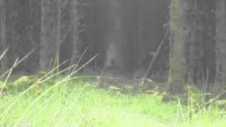 Mystery Channel - Proof of Bigfoot