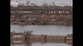 Wikibee Istres - Etang de l'Estomac propose niches pour oiseaux sans attaches