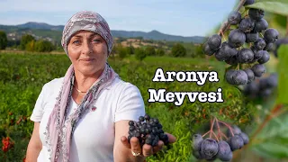 Kanserin Çaresi Mucizevi Meyve: ARONYA (Kaz Dağları'nda Agonya Ovası'nda da yetiştiriliyor!)