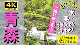 【4K】【青森/Aomori】行ってみた 雨上がりの 奥入瀬渓流 リラックス Fresh green leaves Oirase stream Relaxing sound Japan