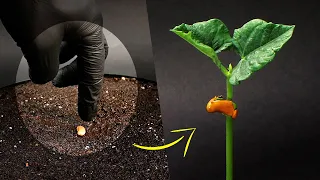 Rotating Grow Timelapse: 10 types of Beans