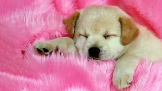 Super Relaxing Sleep Music For Shih Tzu Dogs Puppies ♫ Calm Relax Your Pet ♥Entertainment for Dogs