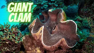 Giant Clam: The Largest Mollusk in the World.