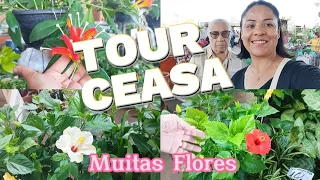 TOUR com MUITAS FLORES para o DIA DAS MÃES,  COMPREI PRESENTE PRA ELA #diadasmães #ceagesp
