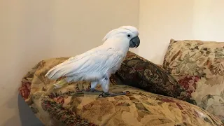 Cockatoo and Mom go through assortment of toys acquired on latest shopping spree