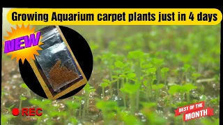 How to grow aquarium plants from seeds just in 4 days ? Fastest growing Aquarium carpet plant.
