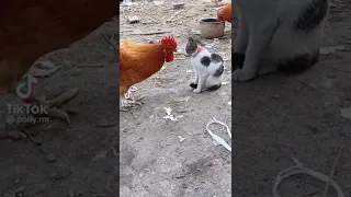#Funny Chicken Vs Cat Fighting #shorts #tiktok