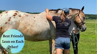 Neck and Pectoral Work on Latte the Sensitive Horse Part 2