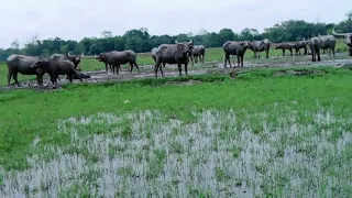 animals meeting video /buffalo meeing and bull🐂🐄🐘