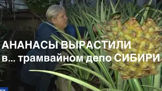 Урожай ананасов, инжира и гранатов среди зимы в Сибири вырастили в троллейбусном депо