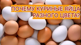 Почему куриные яйца разного цвета?