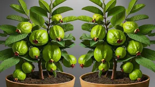 🌿Ready to grow your own guava, and lychee trees at home, How to grow guava and lychee tree