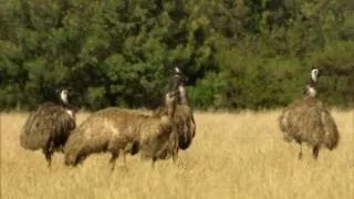 Wild Australia with Ray Mears S01E03 Bush