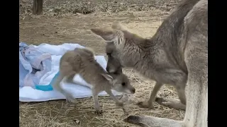 Kangaroo Joey With Injured Tail Reunited with Mother