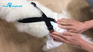 Keep Dog Diapers on your Dog with Paw Inspired® Dog Diaper Suspenders