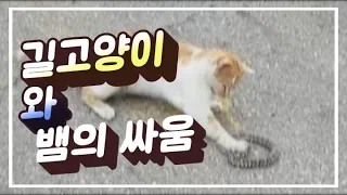 뱀잡는 길고양이(코멍이),고양이와뱀의 대결, 냥이 펀치의 대단한 위력입니다... #길냥이#고양이와뱀의대결#길냥이구조 #코멍이 #Snake and cat match