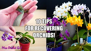 10 Tips that help Orchids recover from shock! - Orchid Tips for Beginners