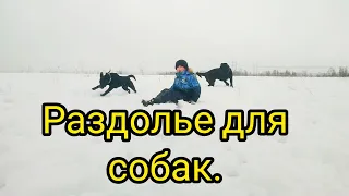 Лабрадор и мастино наполетано, выгул на поле. Labrador and mastino napoletano, walking on the field.