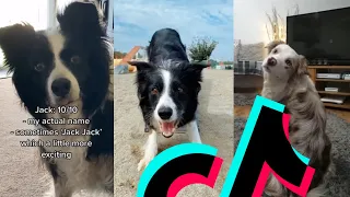 Most Awesome Border Collie TikTok Compilation | Dogs Of TikTok