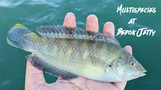 Multispecies at Bedok Jetty | Fishing on my Birthday