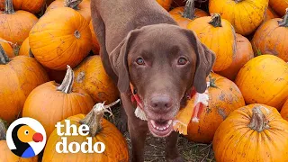 This Chocolate Lab And His Emotional Support Pumpkin | The Dodo