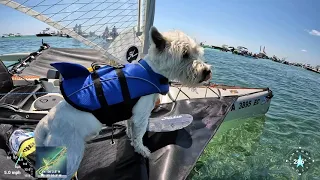 Sailing with our furry friends to the Islamorada Sandbar in the Florida Keys on a Hobie TI Kayak